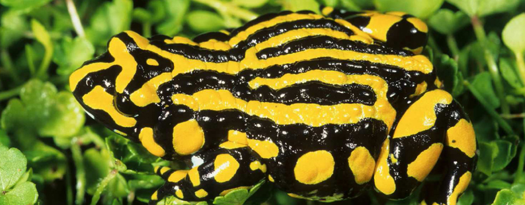 Corroboree Frogs